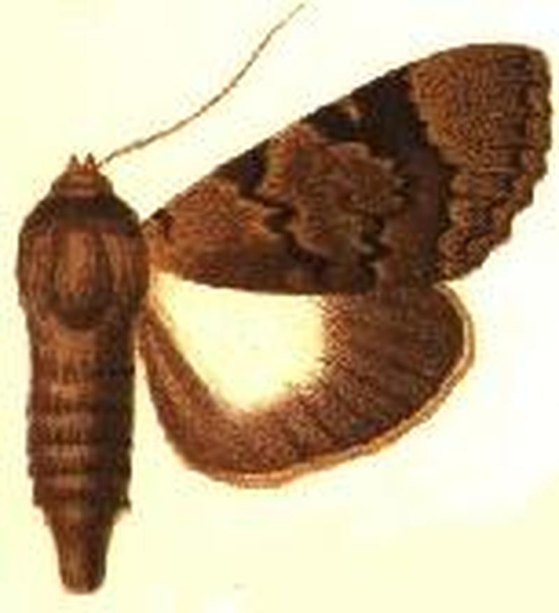 Audea endophaea female
