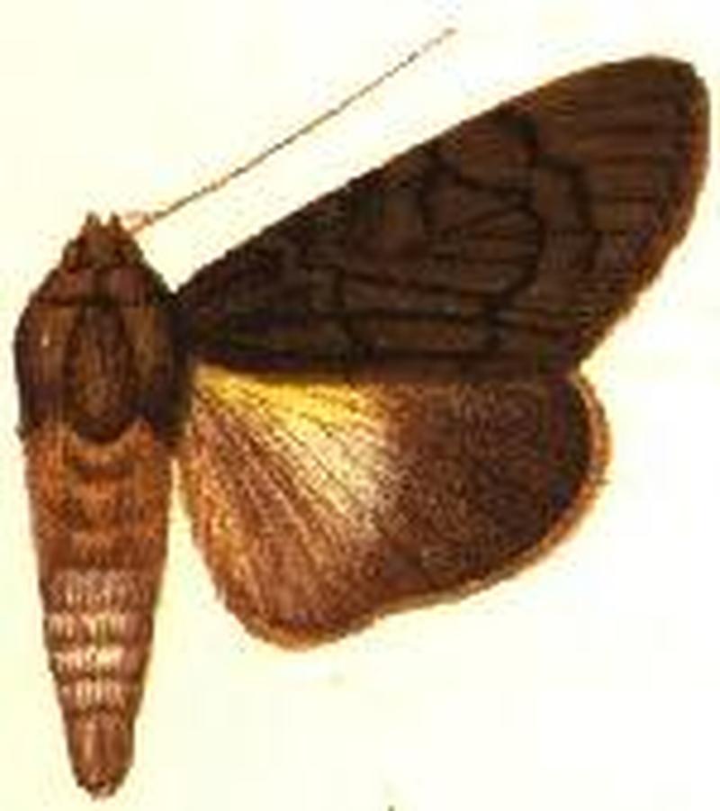 Audea endophaea male