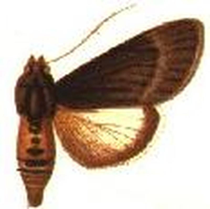 Audea subligata male