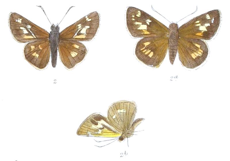 AugiadesBrahma 812 2 Fitch