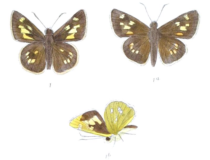 AugiadesSiva 812 1 Fitch