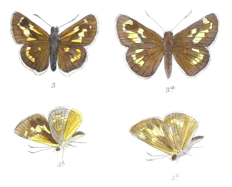 AugiadesSubhyalina 812 3 Fitch