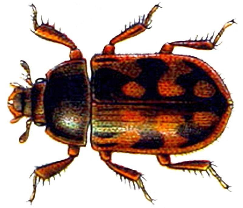 Augyles hispidulus