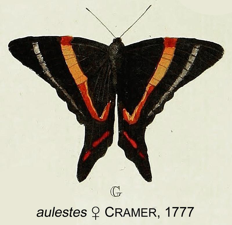 AulestesCramer1777OD