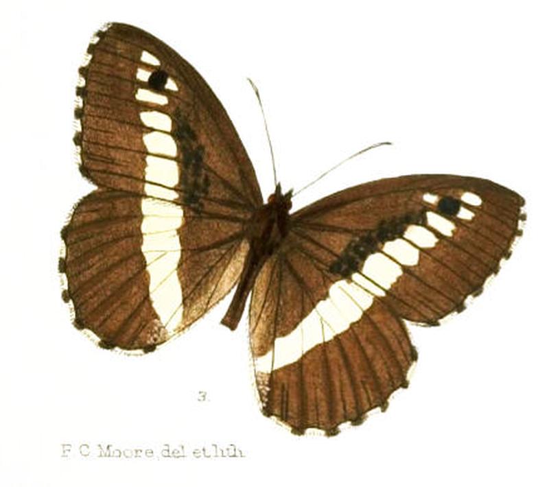 AuloceraSaraswati100 3