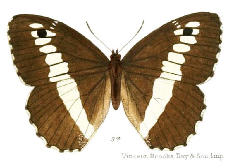 AuloceraSaraswati100 3a