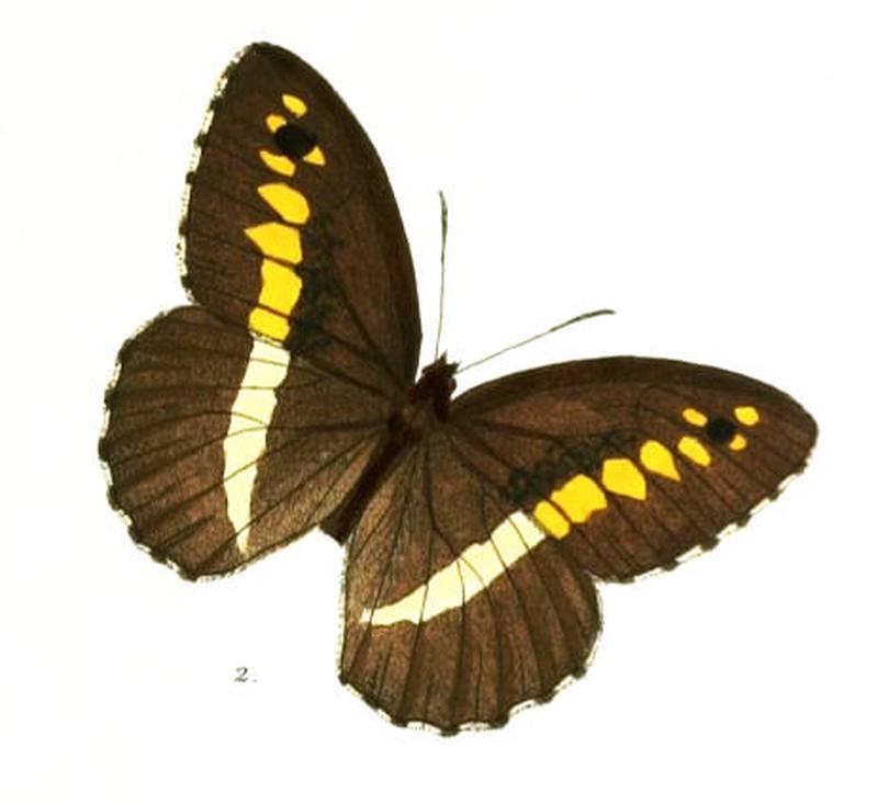 AuloceraSwaha100 2