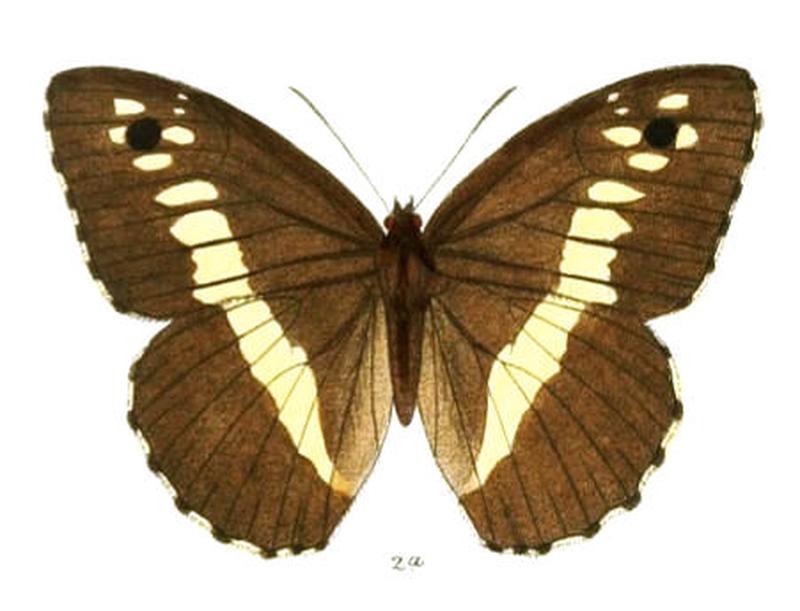 AuloceraSwaha100 2a