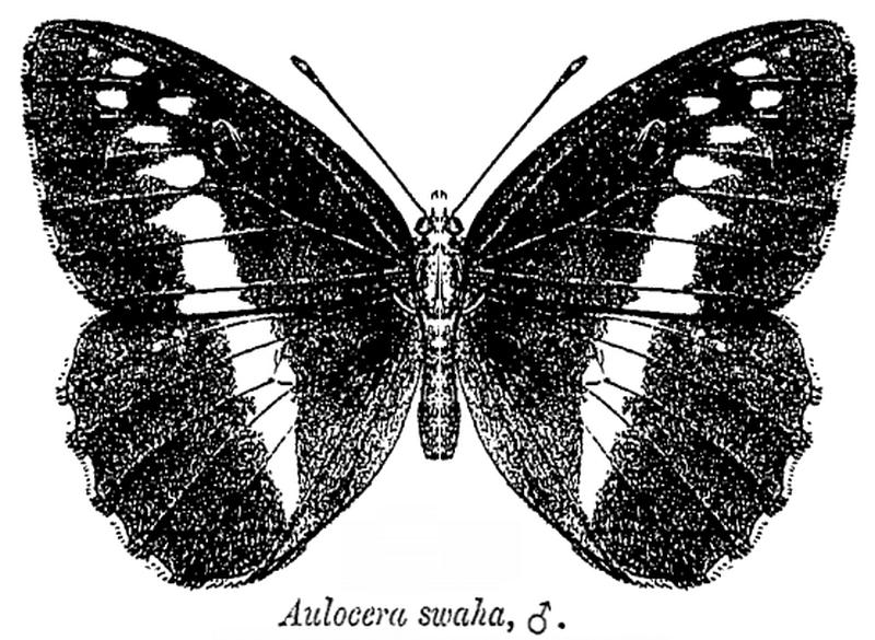 Aulocera swaha ctb