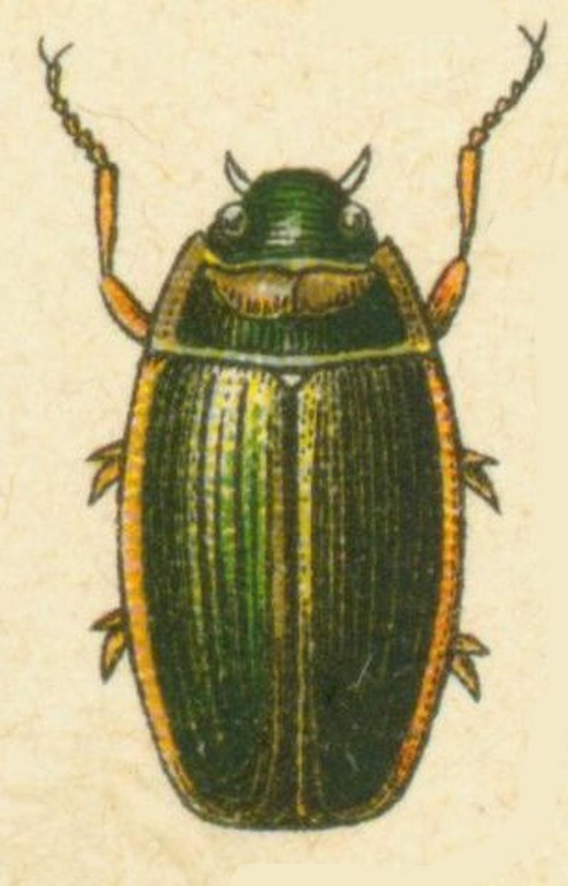 Aulonogyrus concinnus