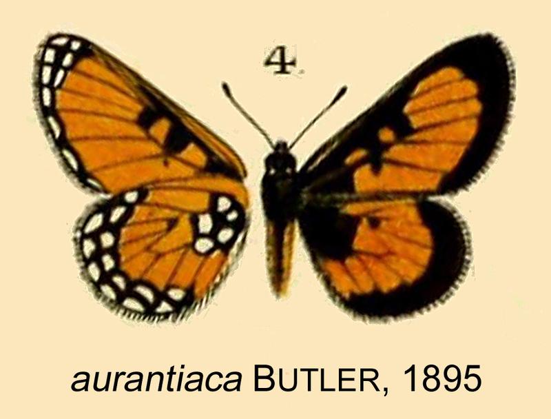 Alaena aurantiaca from original description