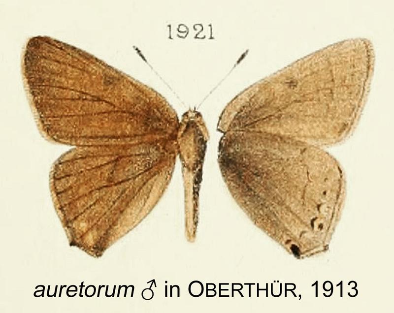 Auretorum inOberthur1913