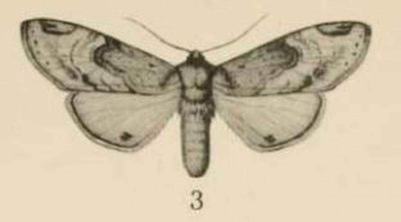 Aurevilius, 1910. Pl.1-02-Stemmatophalera semiflava (Hampson, 1910)