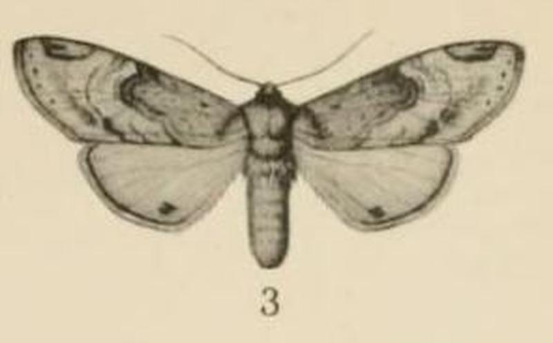 Aurevilius, 1910. Pl.1-03-Schausinna affinis