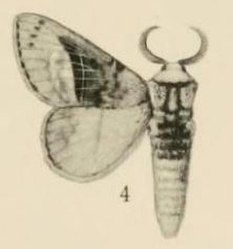 Aurevilius, 1910. Pl.1-04-Pachypasa punctulata