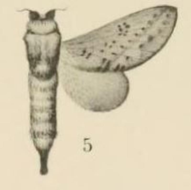 Aurevilius, 1910. Pl.1-05-Pallastica meloui (Riel, 1909)
