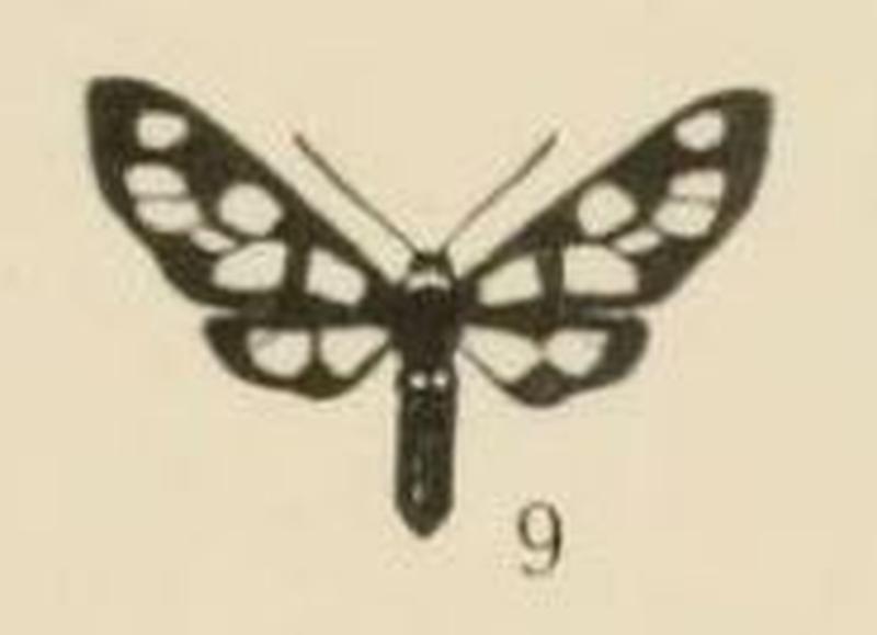 Aurevilius, 1910. Pl.1-09-Amata monticola (Aurivillius, 1910)