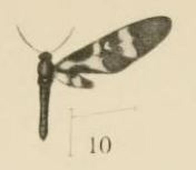 Aurevilius, 1910. Pl.1-10-Pseudonaclia bifasciata