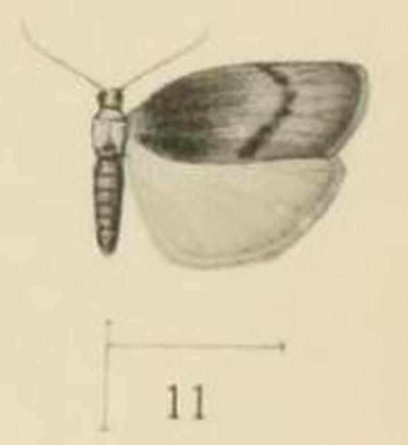 Aurevilius, 1910. Pl.1-11-Lepidilema unipectinata
