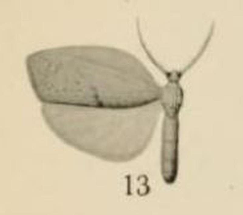 Aurevilius, 1910. Pl.1-13-Lobilema conspersa