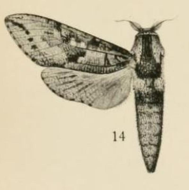 Aurevilius, 1910. Pl.1-14-Xyleutes sjoestedti (Aurivillius, 1900)