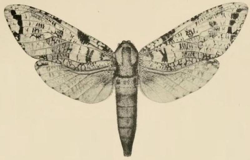 Aurevilius, 1910. Pl.1-15-Xyleutes sjoestedti (Aurivillius, 1900)