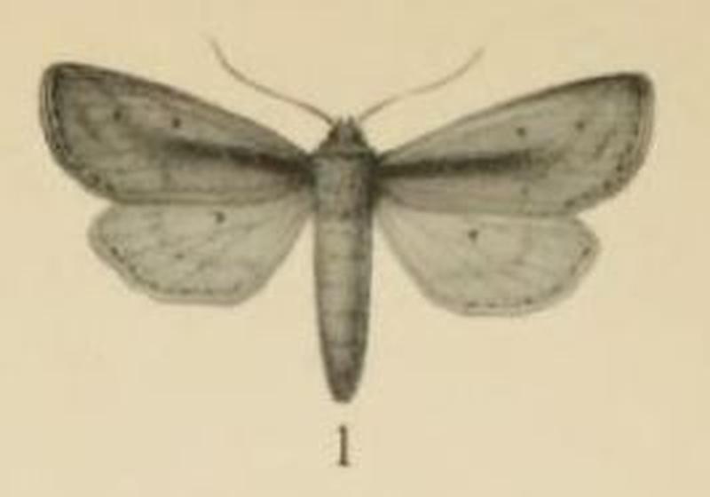 Aurevilius, 1910. Pl.2-01-Sciomesa mesophaea (Aurivillius, 1910)