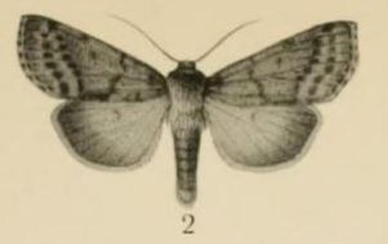 Aurevilius, 1910. Pl.2-02-Apospasta eriopygioides (Aurivillius 1910)