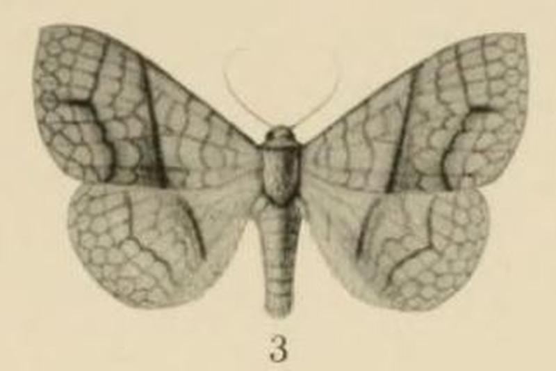 Aurevilius, 1910. Pl.2-03-Xanthodesma aurata