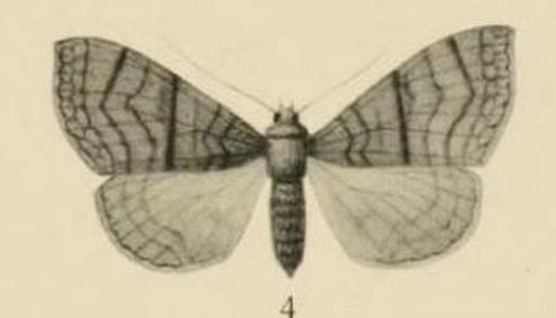Aurevilius, 1910. Pl.2-04-Xanthodesma aurantiaca