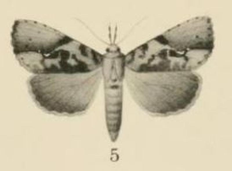 Aurevilius, 1910. Pl.2-05-Meliaba insignis (Aurivillius 1910)