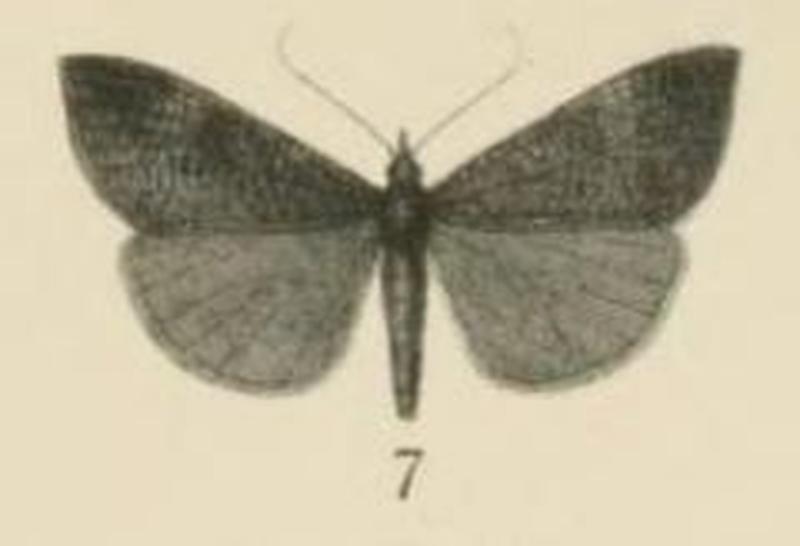 Aurevilius, 1910. Pl.2-07-Hypena striolalis