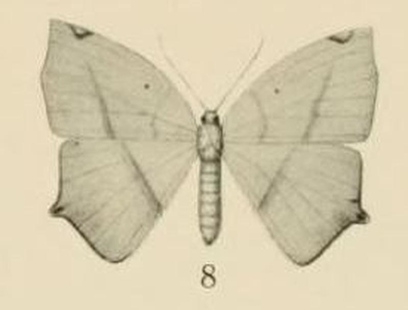 Aurevilius, 1910. Pl.2-08-(Thinopteryx) Epigynopteryx africana (Aurivillius 1910)
