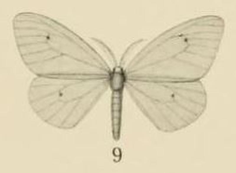 Aurevilius, 1910. Pl.2-09-Amnemopsyche simplex=Pseudosoloe thalassina (Warren, 1909)