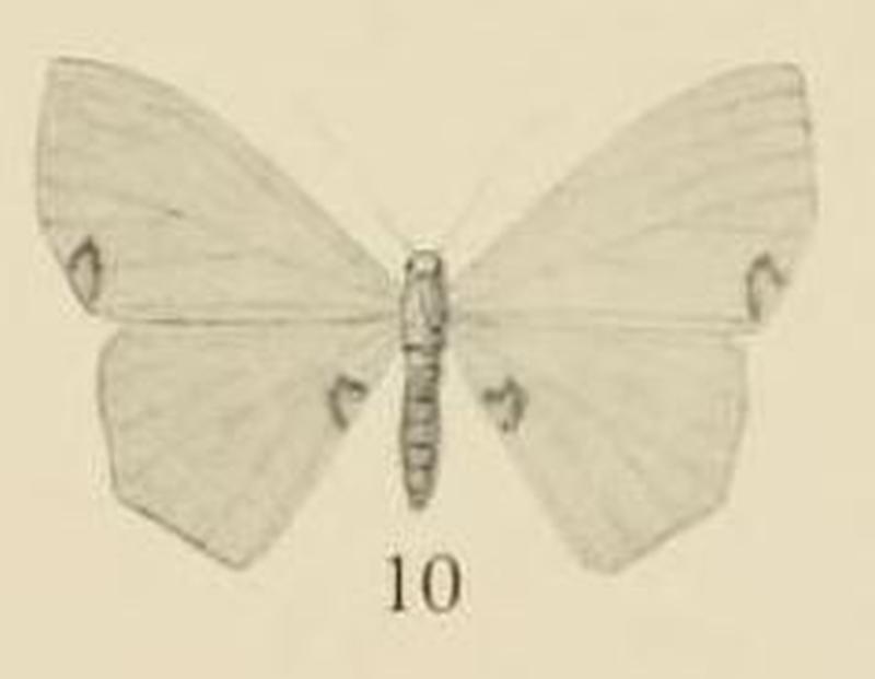 Aurevilius, 1910. Pl.2-10-Hemithea plagiata=Lophorrhachia rubricorpus plagiata (Aurivillius, 1910)