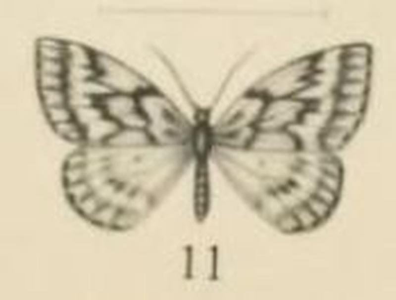 Aurevilius, 1910. Pl.2-11-Hypsometra ericinellae