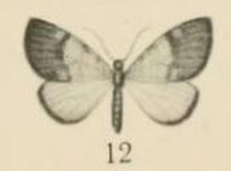 Aurevilius, 1910. Pl.2-12-Hydrelia ericinellae