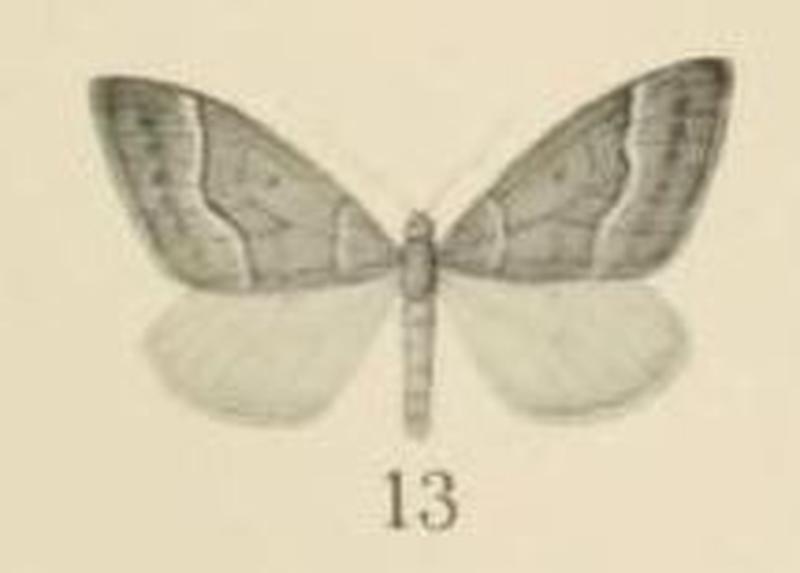 Aurevilius, 1910. Pl.2-13-Xanthorhoe albodivisaria (Aurivillius 1910)