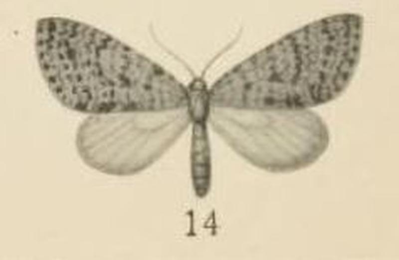 Aurevilius, 1910. Pl.2-14-Sauris africana=Episteira africana (Aurivillius 1910)