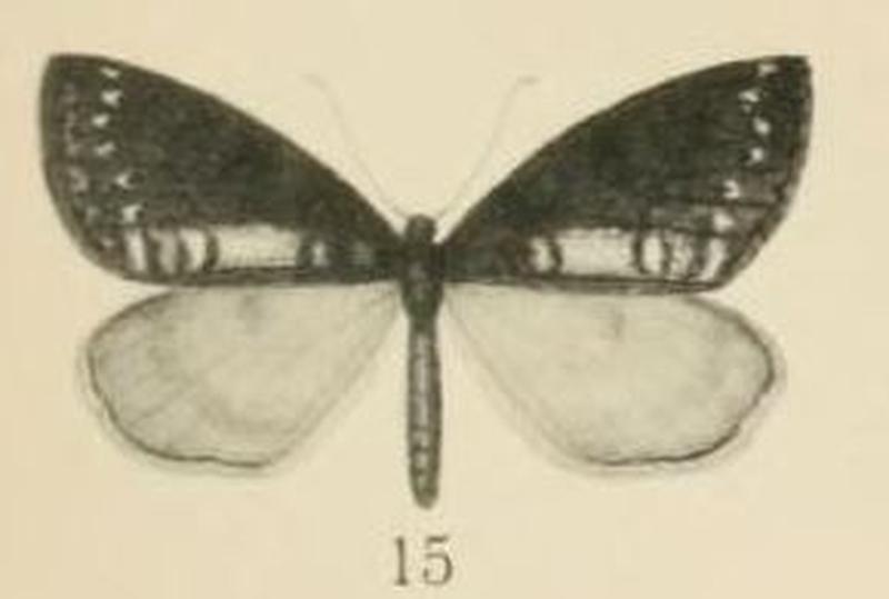 Aurevilius, 1910. Pl.2-15-Oreometra vittata