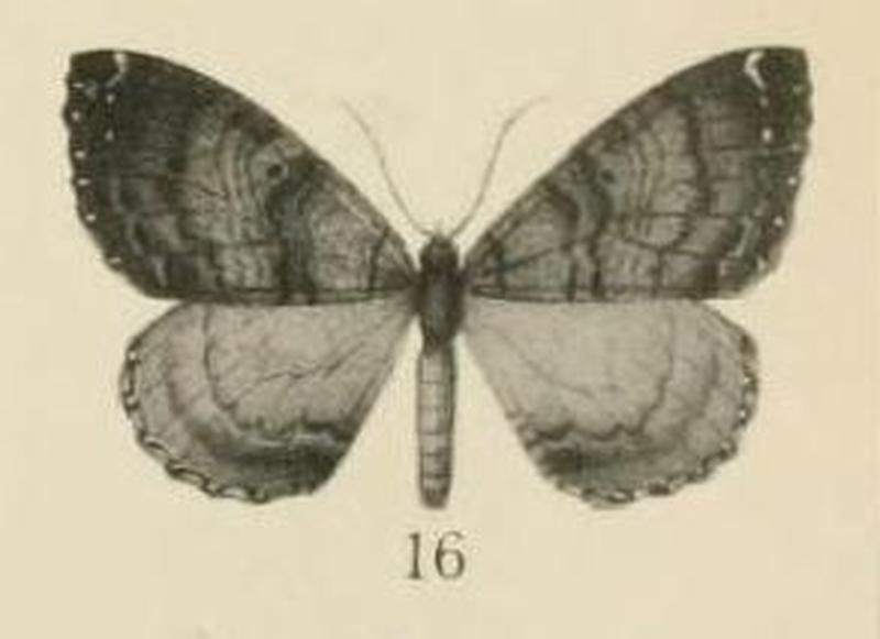 Aurevilius, 1910. Pl.2-16-(Triphosa) Mimoclystia corticearia (Aurivillius, 1910)