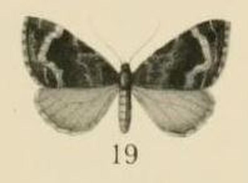Aurevilius, 1910. Pl.2-19-(Cidaria) Ecpetala unduligera (Aurivillius 1910)