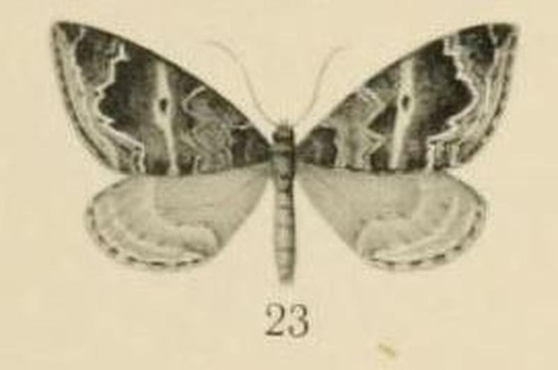 Aurevilius, 1910. Pl.2-23-(Larentia) Haplolabida monticolata