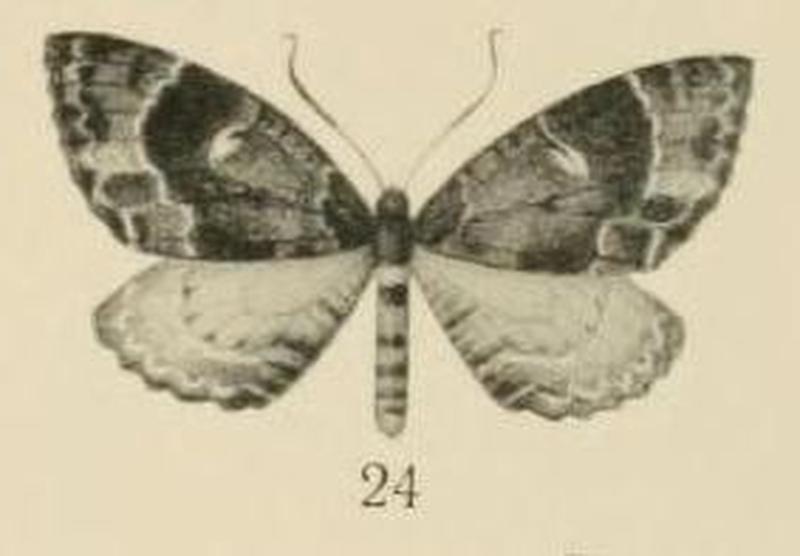 Aurevilius, 1910. Pl.2-24-Triphosa tritocelidata