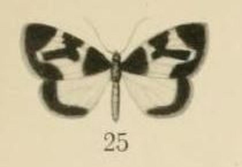 Aurevilius, 1910. Pl.2-25-(Hydrelia) Asthenotricha meruana