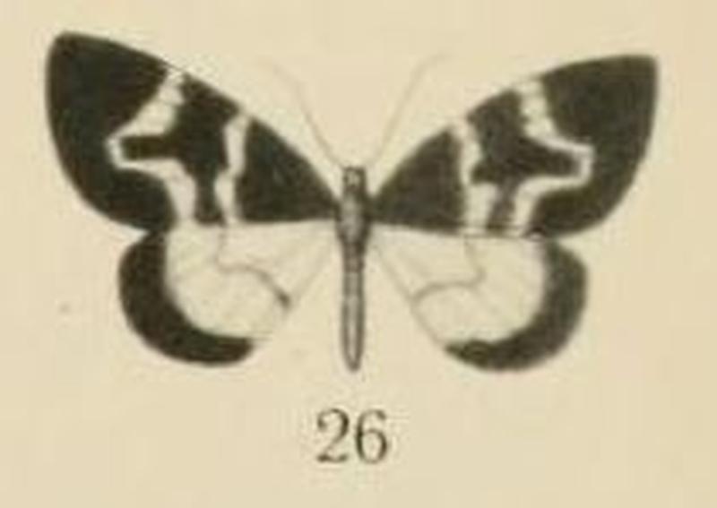 Aurevilius, 1910. Pl.2-26-(Hydrelia) Haplolabida sjostedti (Aurivillius, 1910)