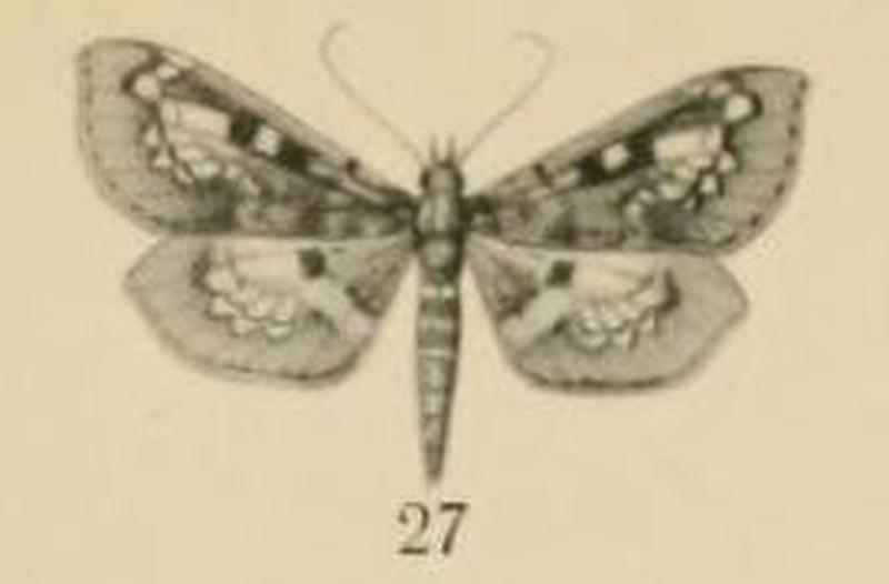 Aurevilius, 1910. Pl.2-27-Thliptoceras fenestratum