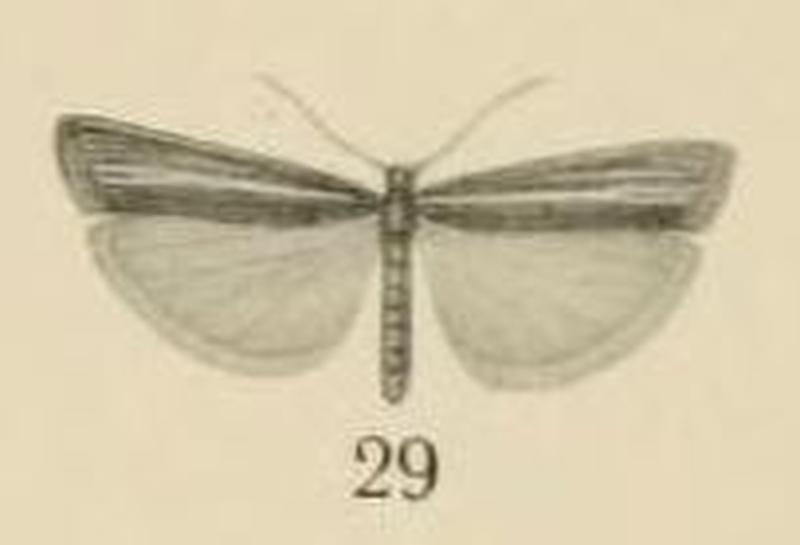 Aurevilius, 1910. Pl.2-29-Crambus sjoestedti=Crambus sjostedti