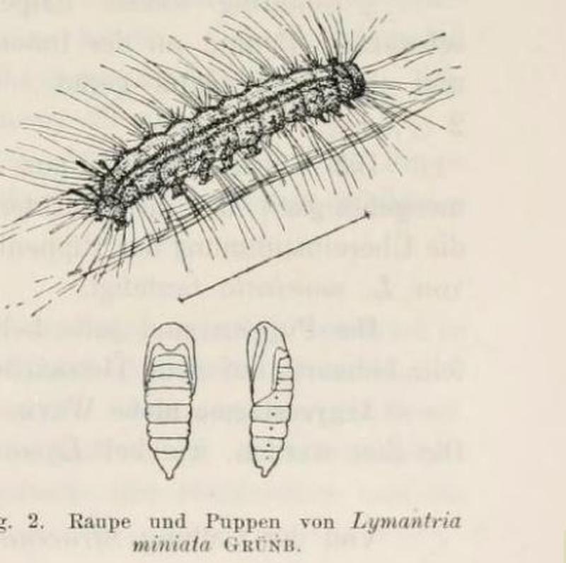 Aurivilius 1910. Lymantria miniata Grünberg, 1907, larvae-caterpillar