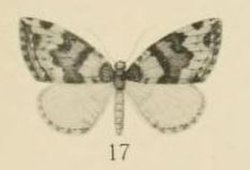 Aurivillius, 1910. Pl.2-17-Xanthorhoe argenteolineata (Aurivillius 1910)